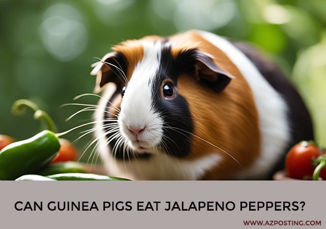 Can Guinea Pigs Eat Jalapeno Peppers?