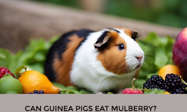 Can Guinea Pigs Eat Mulberry?