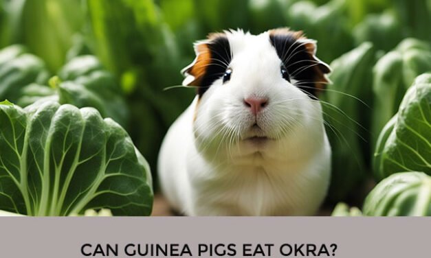 Can Guinea Pigs Eat Okra?
