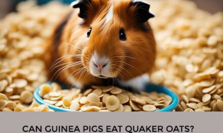 Can Guinea Pigs Eat Quaker Oats?
