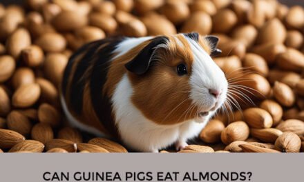 Can Guinea Pigs Eat Almonds?
