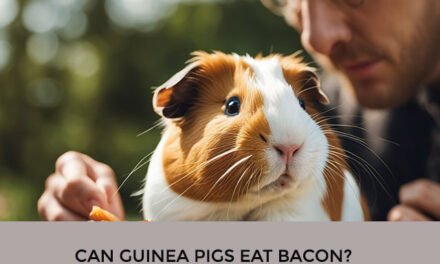 Can Guinea Pigs Eat Bacon?