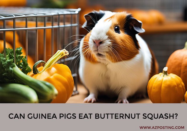 Can Guinea Pigs Eat Butternut Squash?