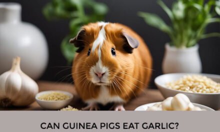 Can Guinea Pigs Eat Garlic?