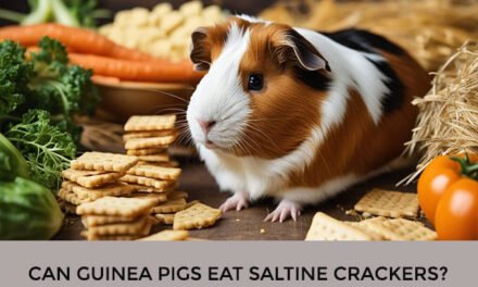 Can Guinea Pigs Eat Saltine Crackers?