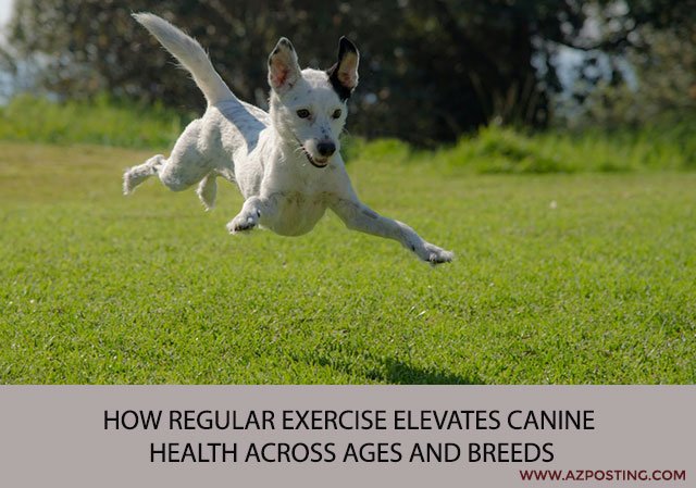 How Regular Exercise Elevates Canine Health Across Ages and Breeds