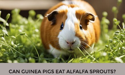 Can Guinea Pigs Eat Alfalfa Sprouts?