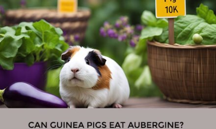Can Guinea Pigs Eat Aubergine?