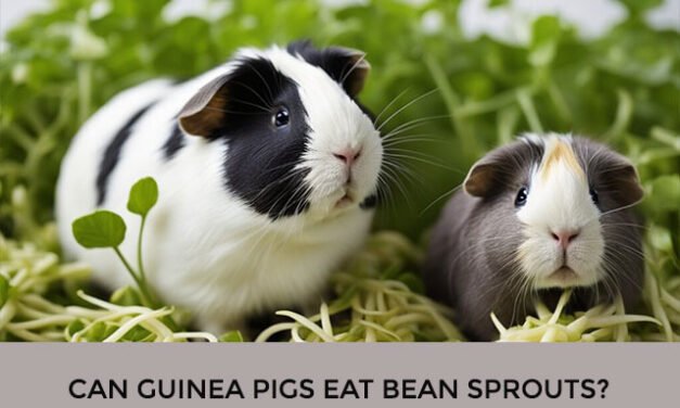 Can Guinea Pigs Eat Bean Sprouts?