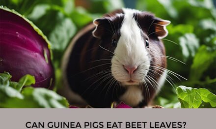 Can Guinea Pigs Eat Beet Leaves?