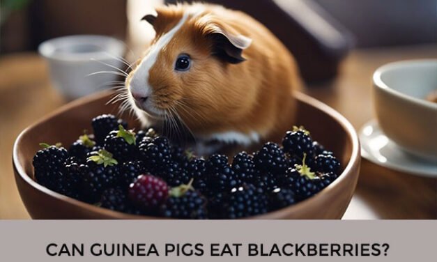 Can Guinea Pigs Eat Blackberries?