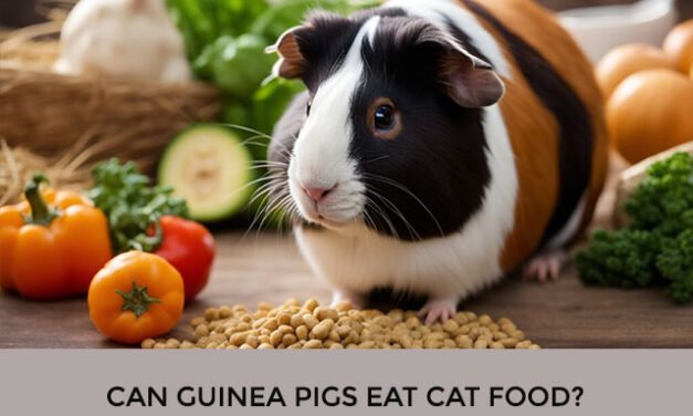 Can Guinea Pigs Eat Cat Food?