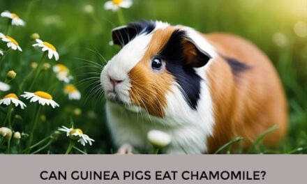Can Guinea Pigs Eat Chamomile?