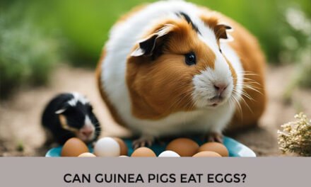 Can Guinea Pigs Eat Eggs?