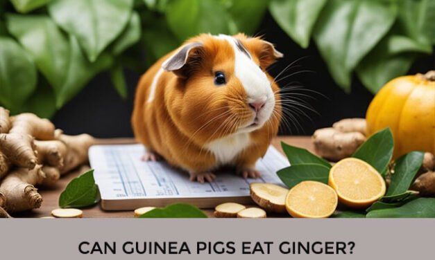 Can Guinea Pigs Eat Ginger?