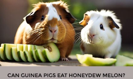 Can Guinea Pigs Eat Honeydew Melon?