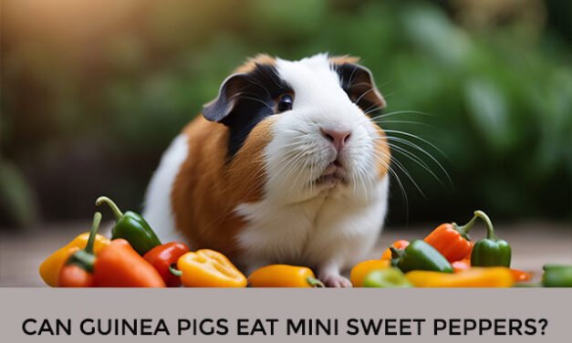 Can Guinea Pigs Eat Mini Sweet Peppers?
