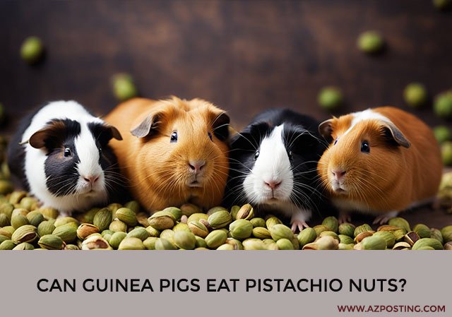 Can Guinea Pigs Eat Pistachio Nuts?