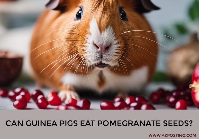 Can Guinea Pigs Eat Pomegranate Seeds?
