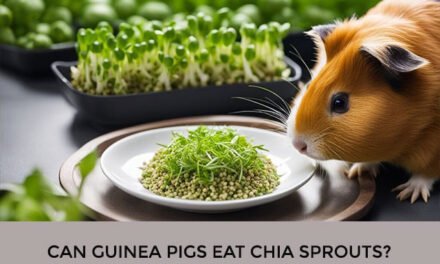 Can Guinea Pigs Eat Chia Sprouts?