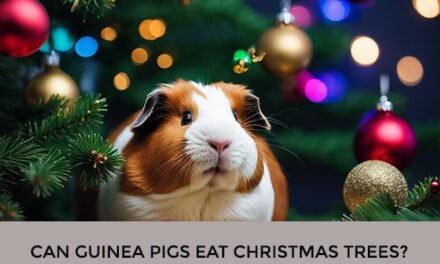 Can Guinea Pigs Eat Christmas Trees?