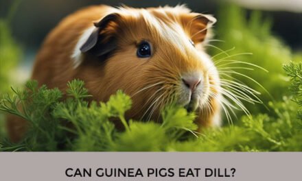 Can Guinea Pigs Eat Dill?