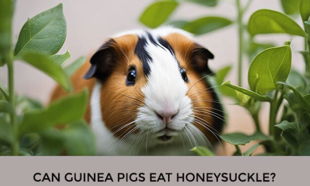 Can Guinea Pigs Eat Honeysuckle?