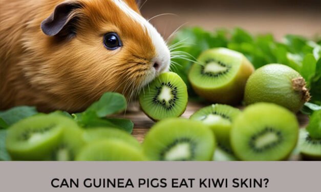 Can Guinea Pigs Eat Kiwi Skin?