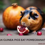 Can Guinea Pigs Eat Pomegranate?