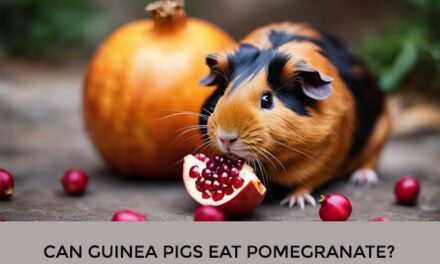Can Guinea Pigs Eat Pomegranate?