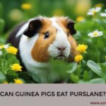 Can Guinea Pigs Eat Purslane?