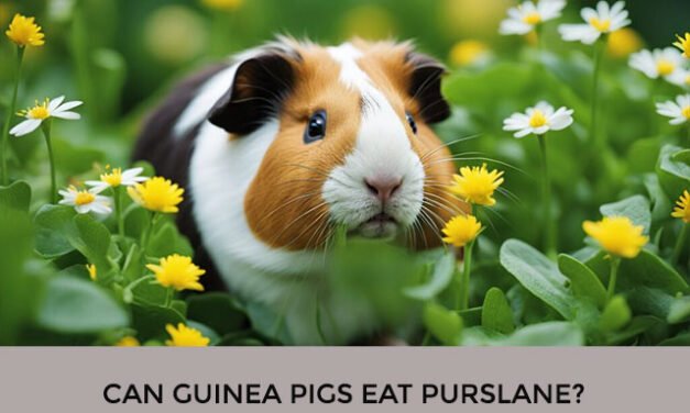 Can Guinea Pigs Eat Purslane?