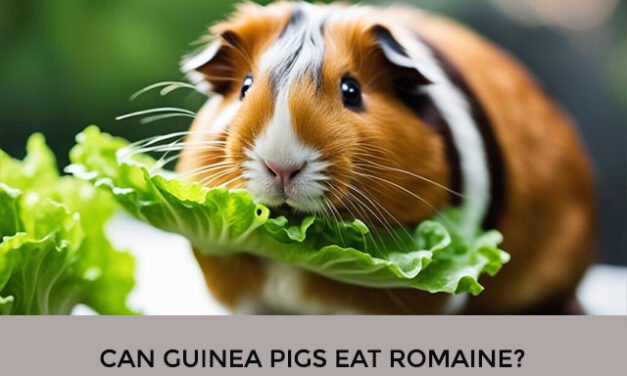 Can Guinea Pigs Eat Romaine?