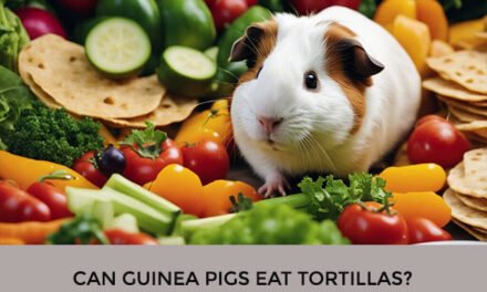 Can Guinea Pigs Eat Tortillas?