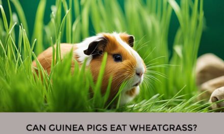Can Guinea Pigs Eat Wheatgrass?