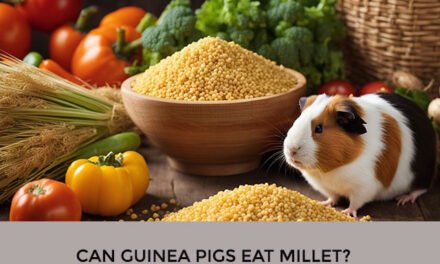 Can Guinea Pigs Eat Millet?