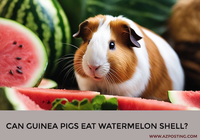 Can Guinea Pigs Eat Watermelon Shell?