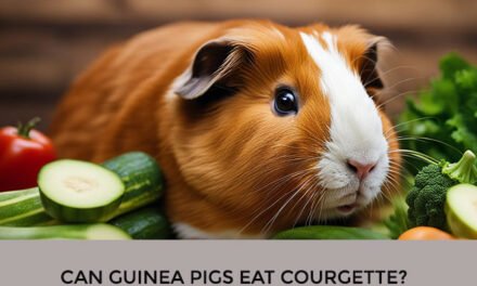Can Guinea Pigs Eat Courgette?