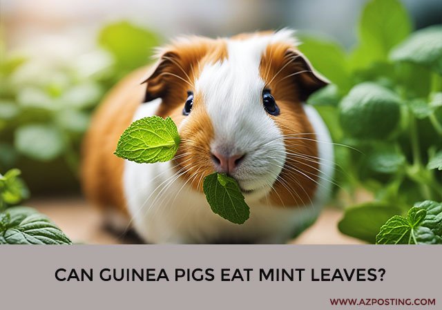 Can Guinea Pigs Eat Mint Leaves?
